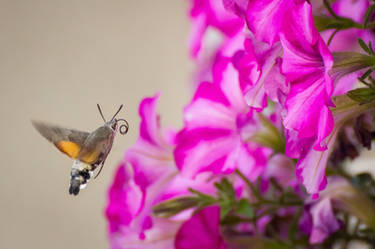 Hummingbird Hawk Moth