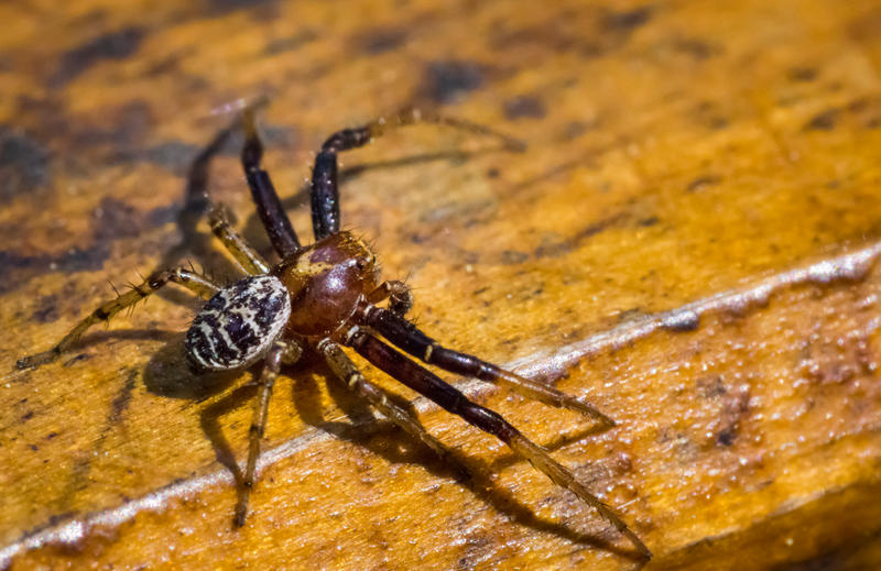 Spider Doe by JoeGP