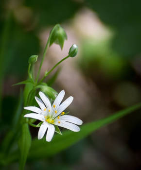 2x5 White flower