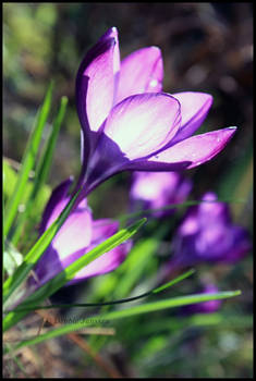 Dutch crocus