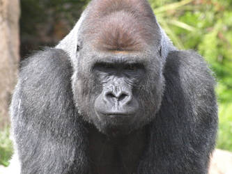 Gorilla