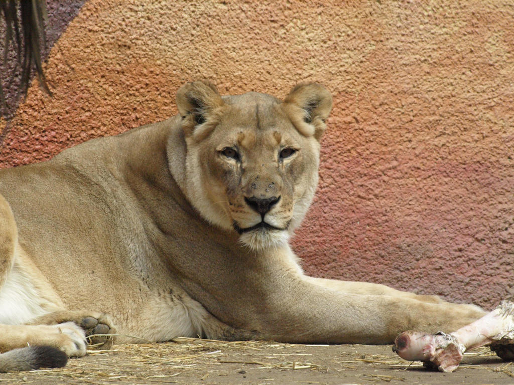 Lioness