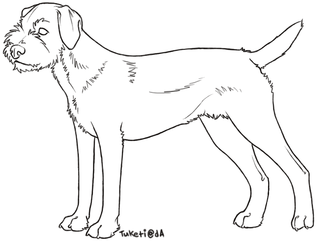 Free Lines Border Terrier By Tuketi On DeviantArt free-lines-border-terrier-by-tuketi-on-deviantart