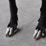 Sighthound Paw Reference 3