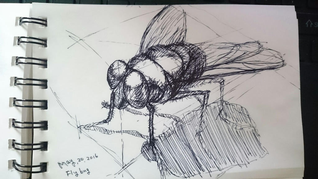 Fly Bug Deviantart Fly bug practice by huxingyi on DeviantArt