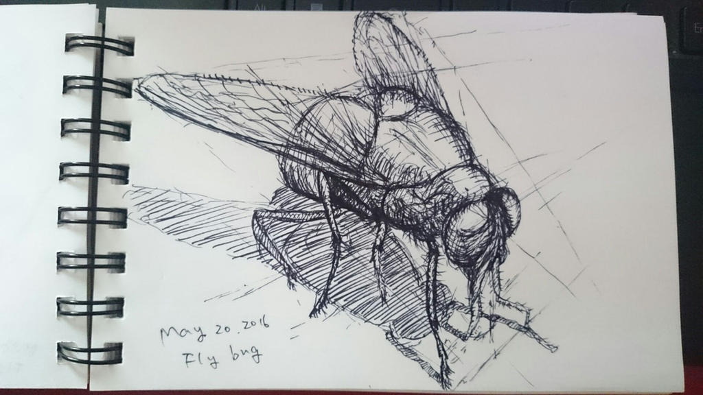 Fly Bug Deviantart Fly bug practice by huxingyi on DeviantArt