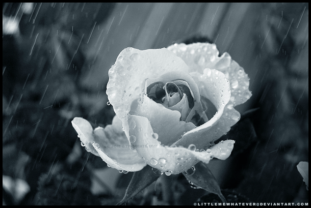 Rose and Rain