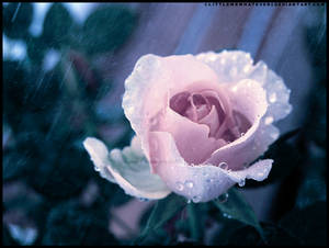 Rose and Rain ll