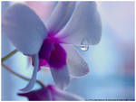 Orchid Raindrop by littlemewhatever