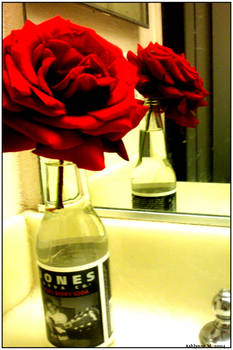 Rose in a Jones