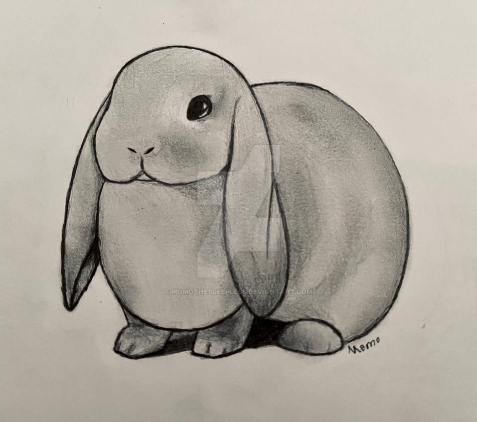 Lop Bunny Drawing by MomoTheSleepless on DeviantArt