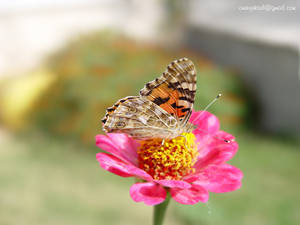 Butterfly-Kelebek