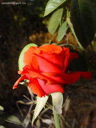 Red Rose- Kirmizi Gul