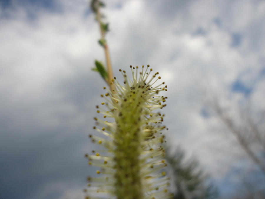 Caterpillar Plants