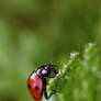 Ladybird - I