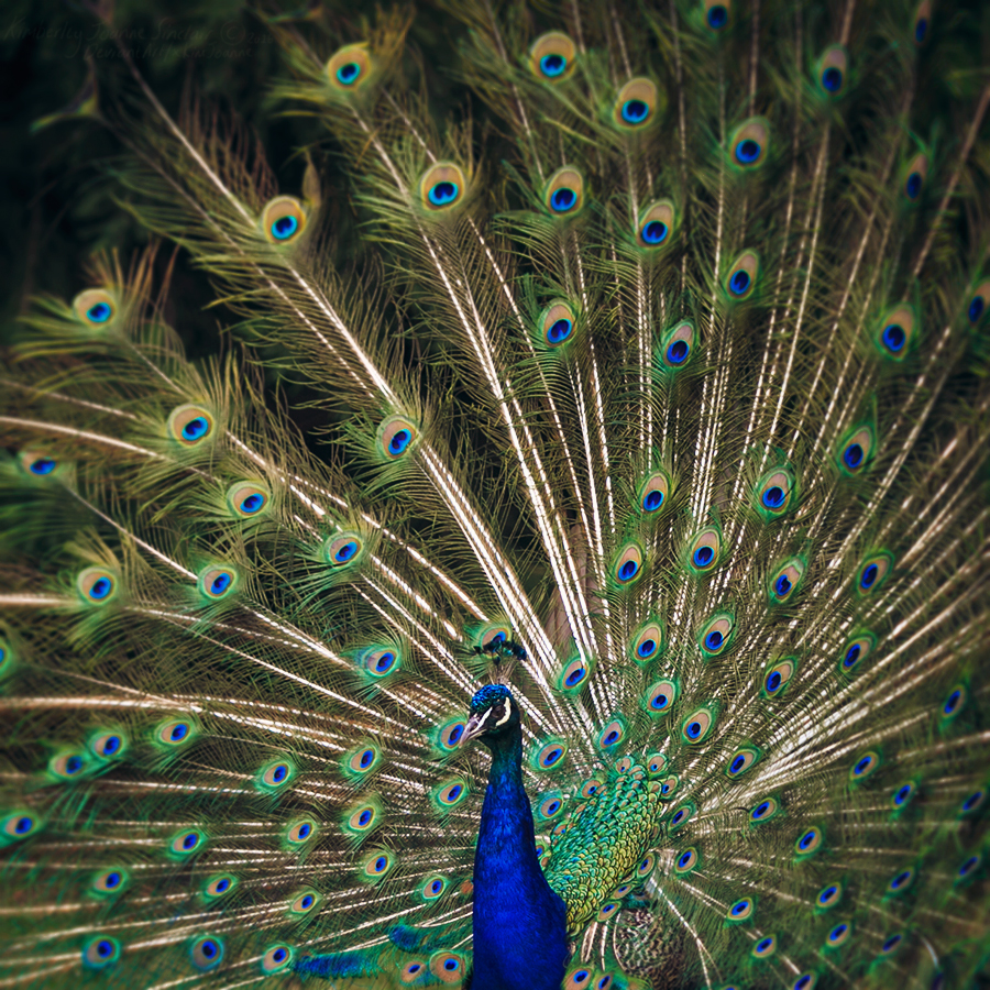 Peacock Plumage