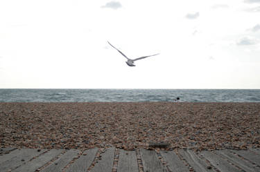 Seagull