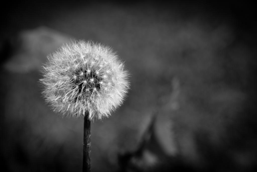 Dandelion