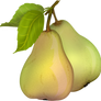 Pear 10