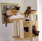 Cats on the Tree by SULTRYBABY