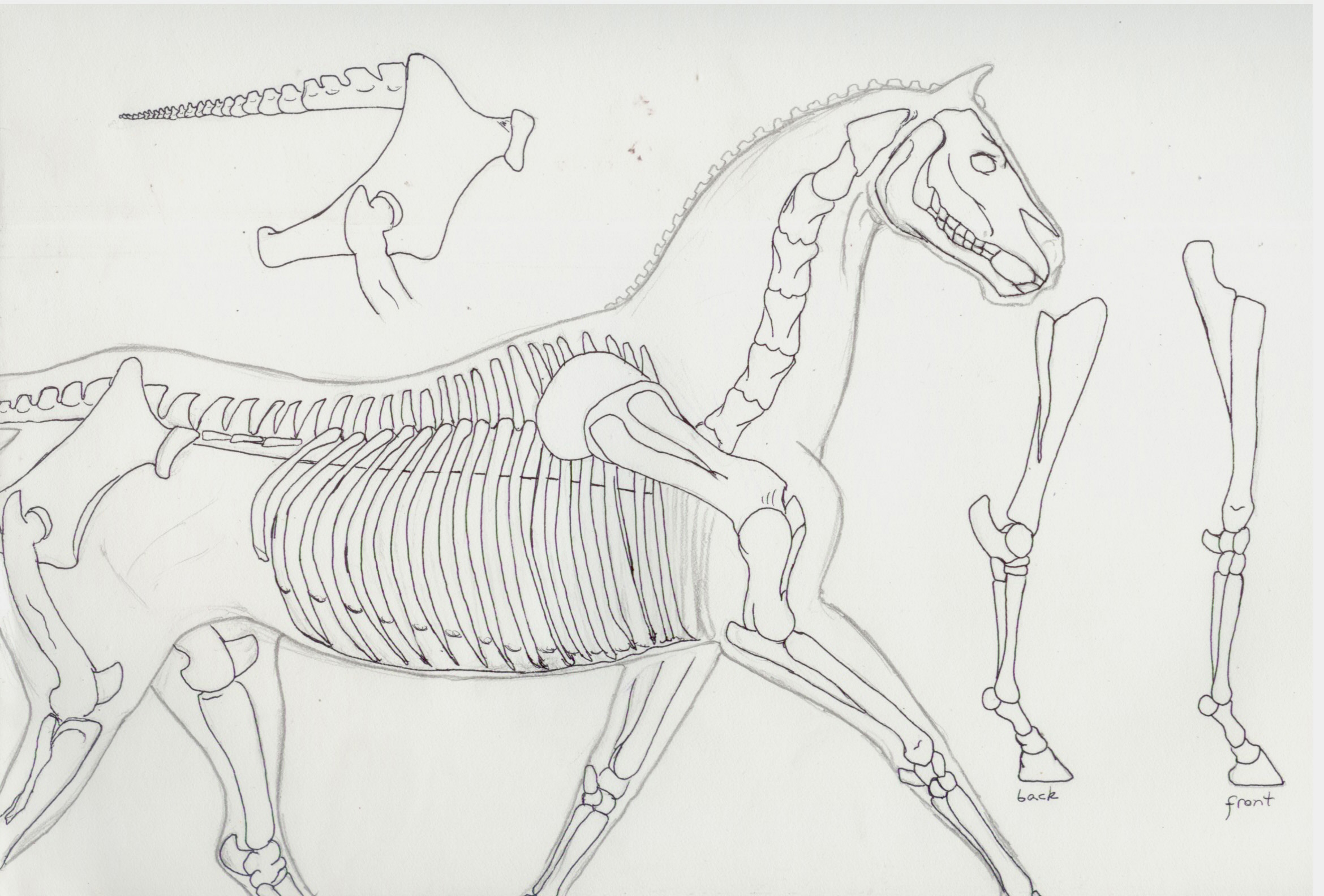 Horse Skeleton Practice