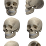 Skull Stock