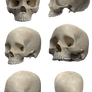 Skull without jaw Stock