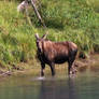 I like moose