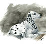 Dalmatian