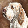 Spinone Italiano