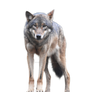 Wolf png