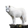 Wolf White png