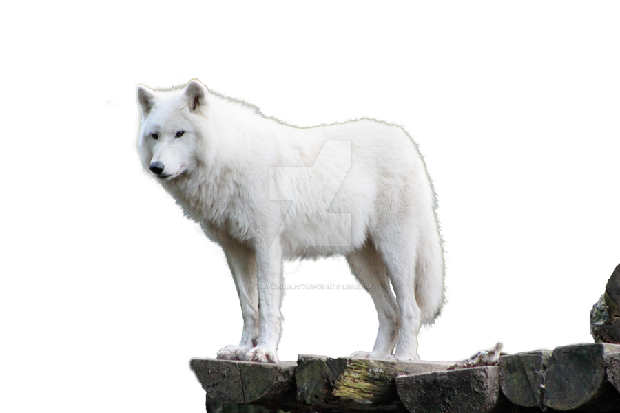 Wolf White png