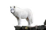 Wolf White png