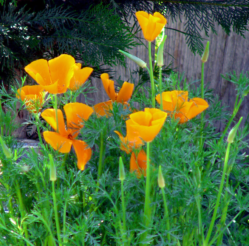 CA Poppies Celebrate Spring