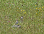 Juvenile Meadowlarks by Synaptica