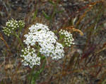 Camas Prairie Wildflowers by Synaptica