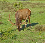 Bull Elk with Velvety Rack by Synaptica