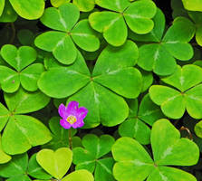 Redwood Sorrel