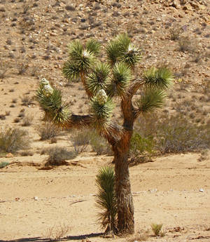 Joshua Tree in Bloom