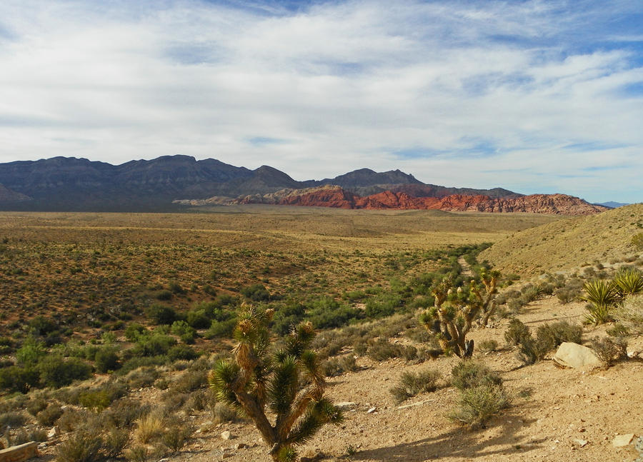 Red Rock and Desert