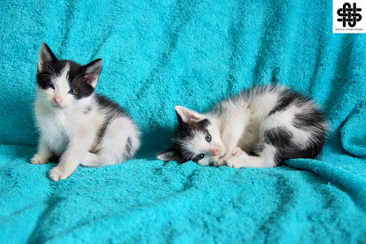 Little Kittens VII
