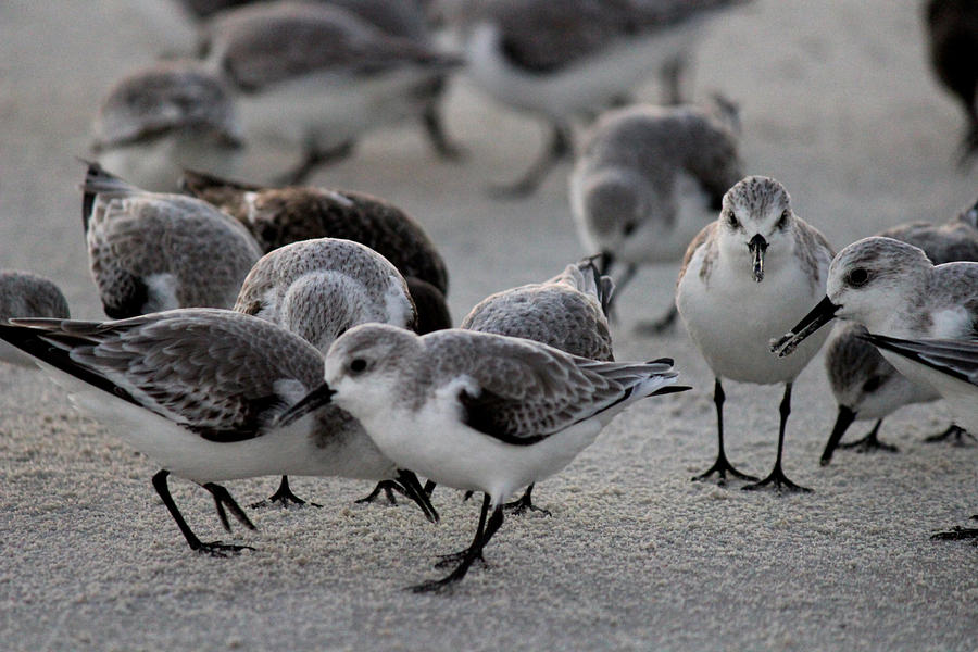 Beach birdies.