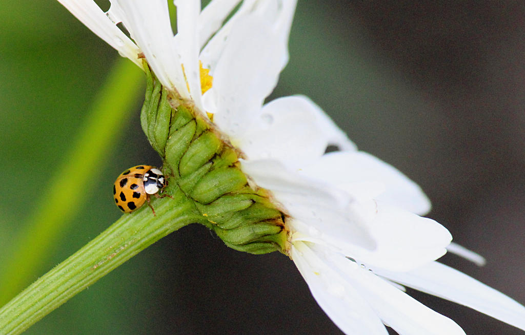 Lady bug taking the back way. by sweatangel on DeviantArt