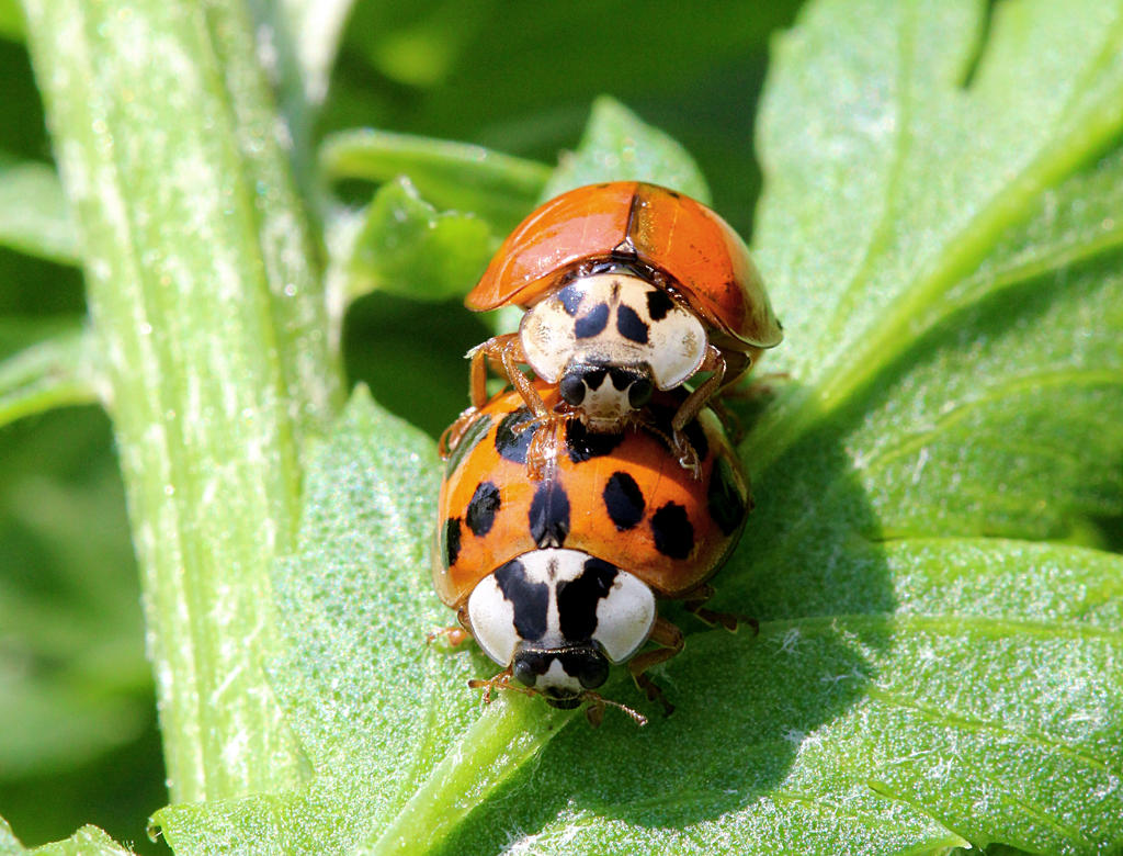 Lady bug love...