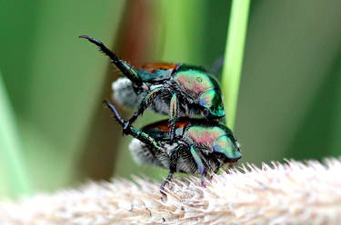 Beetles 2