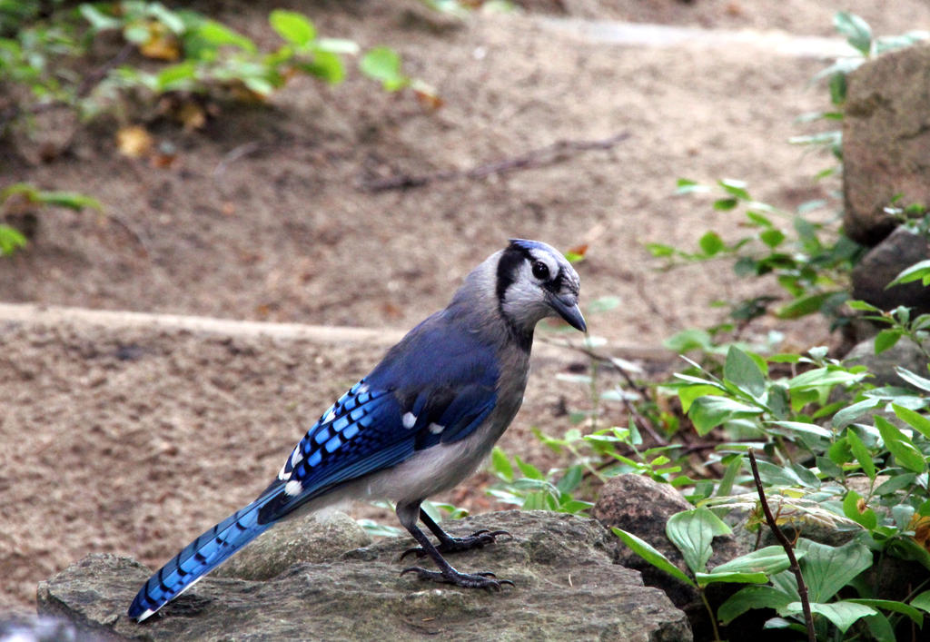 The Blue jay way.