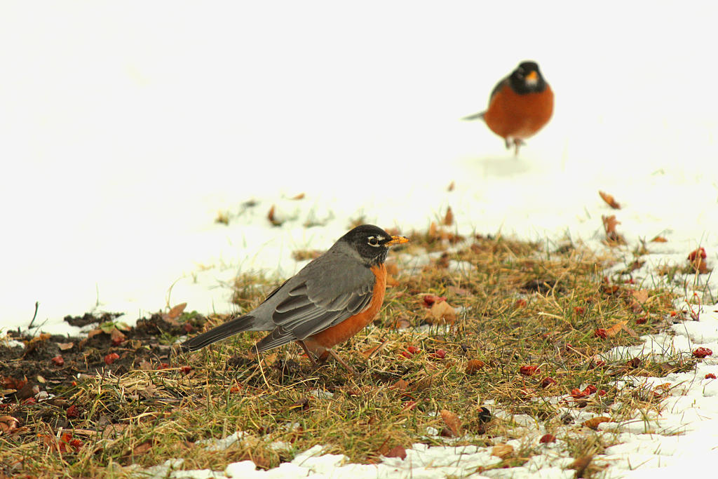 Cold Robin One Robin out in the cold. by sweatangel on DeviantArt