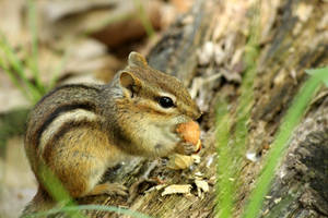 A day in the life of a chipmunk in the park.