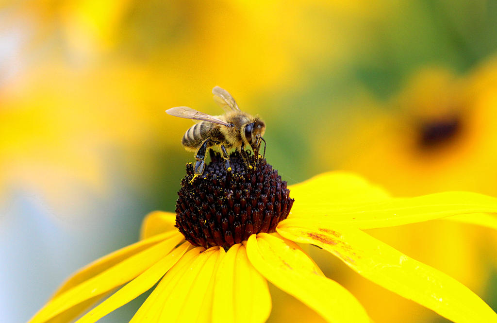 Bee on top of his throne